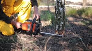 Best Tree and Shrub Care  in Morgan Hill, PA