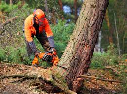 Best Arborist Consultation Services  in Morgan Hill, PA