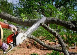 Best Storm Damage Tree Cleanup  in Morgan Hill, PA