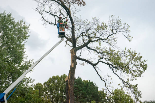 Best Tree Maintenance Programs  in Morgan Hill, PA