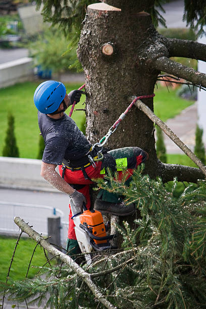 Best Root Management and Removal  in Morgan Hill, PA