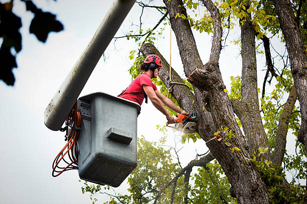 Best Tree Trimming and Pruning  in Morgan Hill, PA