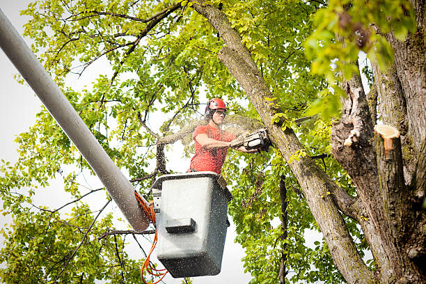 Best Tree Removal Service  in Morgan Hill, PA