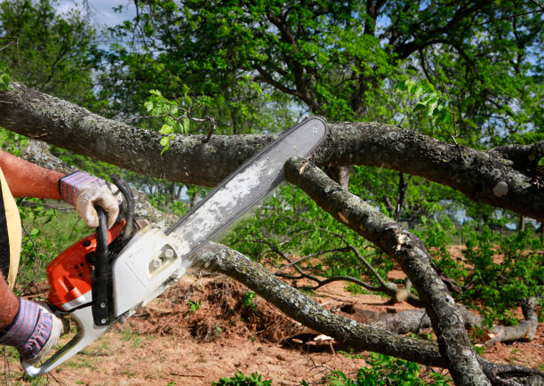 Best Tree Cabling and Bracing  in Morgan Hill, PA